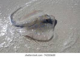 Image result for Dasyatis chrysonota