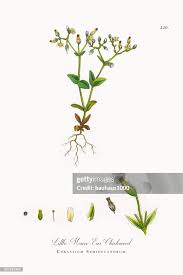 Attēlu rezultāti vaicājumam “Cerastium semidecandrum leaf”