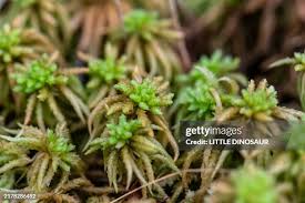 Attēlu rezultāti vaicājumam “Sphagnum girgensohnii”