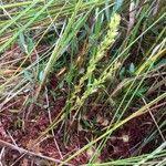 Attēlu rezultāti vaicājumam “Hammarbya paludosa leaf”