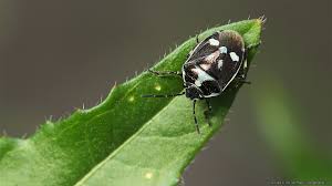 Attēlu rezultāti vaicājumam “Eurydema oleracea imago”