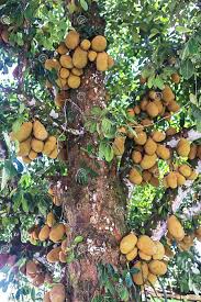 Attēlu rezultāti vaicājumam “Hydrocotyle vulgaris fruit”