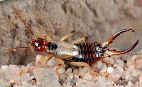 Attēlu rezultāti vaicājumam “Forficula auricularia male”