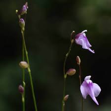 Attēlu rezultāti vaicājumam “Utricularia intermedia bud”