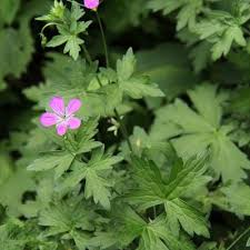 Attēlu rezultāti vaicājumam “Geranium palustre leaf”