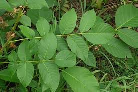 Attēlu rezultāti vaicājumam “Juglans regia leaf”