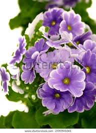 Image result for Primula obconica
