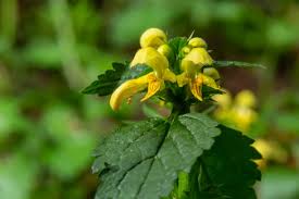 Attēlu rezultāti vaicājumam “Lamiastrum galeobdolon flower”
