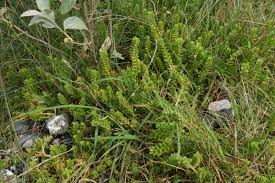 Attēlu rezultāti vaicājumam “Honckenya peploides bud”