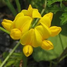 Attēlu rezultāti vaicājumam “Lotus corniculatus flower”