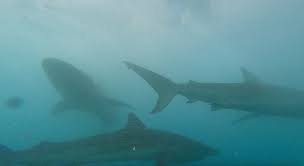 Image result for Carcharhinus obscurus