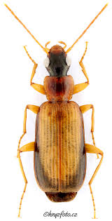 Attēlu rezultāti vaicājumam “Dromius quadrimaculatus”