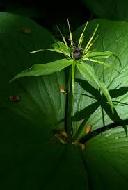 Attēlu rezultāti vaicājumam “Paris quadrifolia bud”