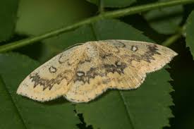Attēlu rezultāti vaicājumam “Cyclophora annularia”