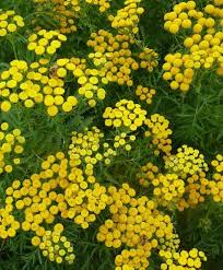Attēlu rezultāti vaicājumam “Tanacetum vulgare flower”
