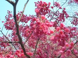 Image result for 緋寒桜