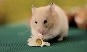 Image result for хомек