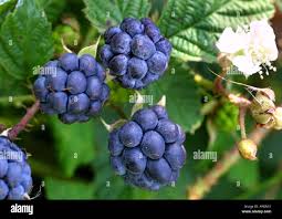 Attēlu rezultāti vaicājumam “Rubus caesius fruit”