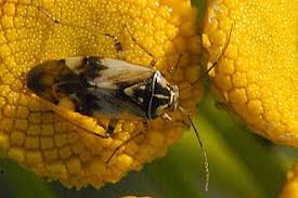 Attēlu rezultāti vaicājumam “Orthops basalis”