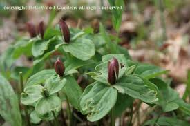 Image result for Leaves Green Bowmen