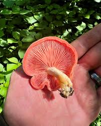 Attēlu rezultāti vaicājumam “Rhodotus palmatus”