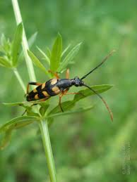 Attēlu rezultāti vaicājumam “Strangalia attenuata”