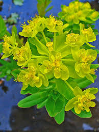 Attēlu rezultāti vaicājumam “Euphorbia palustris”