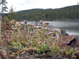 Attēlu rezultāti vaicājumam “Antennaria dioica male flower”