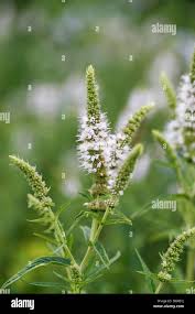 Attēlu rezultāti vaicājumam “Mentha longifolia flower”