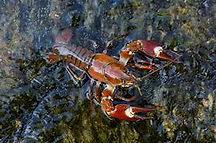 Image result for Bideford and District Angling Club