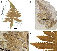 Attēlu rezultāti vaicājumam “Phegopteris connectilis”