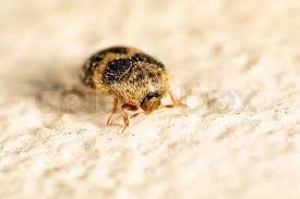 Attēlu rezultāti vaicājumam “Ctenicera pectinicornis female”