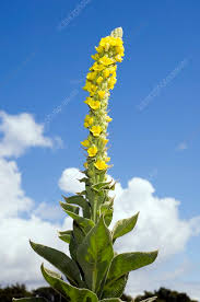 Image result for Verbascum thapsus