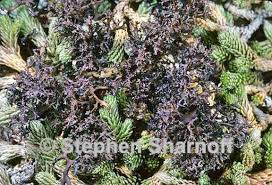 Attēlu rezultāti vaicājumam “Cetraria aculeata”