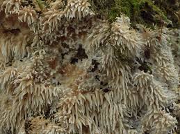 Attēlu rezultāti vaicājumam “Hydnocristella himantia”