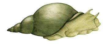 Attēlu rezultāti vaicājumam “Lymnaea stagnalis”