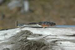 Image result for Myoxocephalus quadricornis