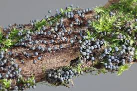 Attēlu rezultāti vaicājumam “Lamproderma arcyrioides stalked”