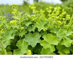 Image result for Frauenmantel