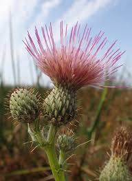 Attēlu rezultāti vaicājumam “Craterium sp.”