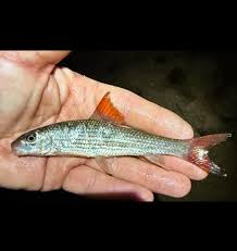 Image result for Minytrema melanops