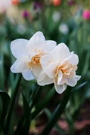 Attēlu rezultāti vaicājumam “Narcissus flower”