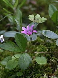 Attēlu rezultāti vaicājumam “Rubus arcticus”