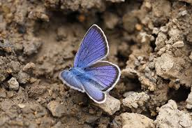 Attēlu rezultāti vaicājumam “Cyaniris semiargus male”