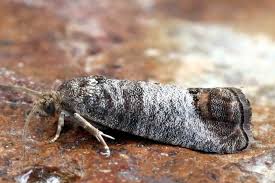 Attēlu rezultāti vaicājumam “Cydia pomonella”