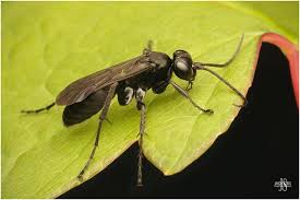 Attēlu rezultāti vaicājumam “Anoplius viaticus”