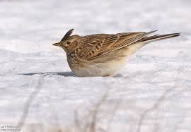 Image result for Alauda arvensis