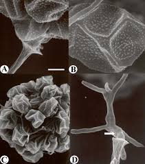 Attēlu rezultāti vaicājumam “Clastoderma debaryanum spores”