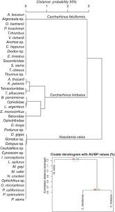 Image result for Nasolamia velox