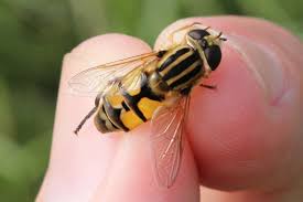 Attēlu rezultāti vaicājumam “Helophilus sp.”